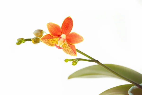 Hermosa orquídea rara en maceta sobre fondo blanco — Foto de Stock