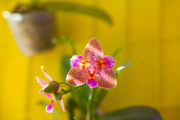 Belle orchidée en pot sur fenêtre — Photo
