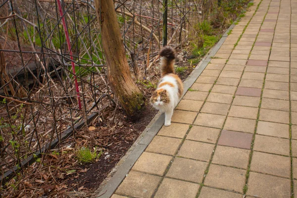 Little beautiful cat on blurred background — Stock Photo, Image