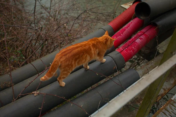 Petit beau chat sur fond flou — Photo