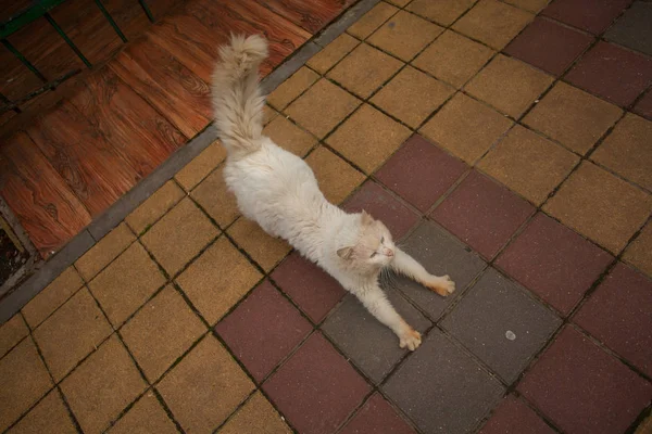 Pequeño hermoso gato en borrosa fondo — Foto de Stock