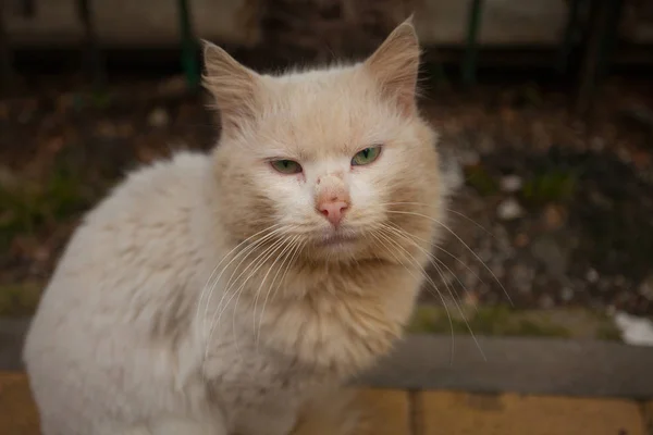 Kleine mooie kat op onscherpe achtergrond — Stockfoto