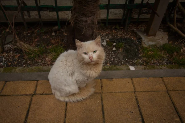 Маленький красивый кот на размытом фоне — стоковое фото