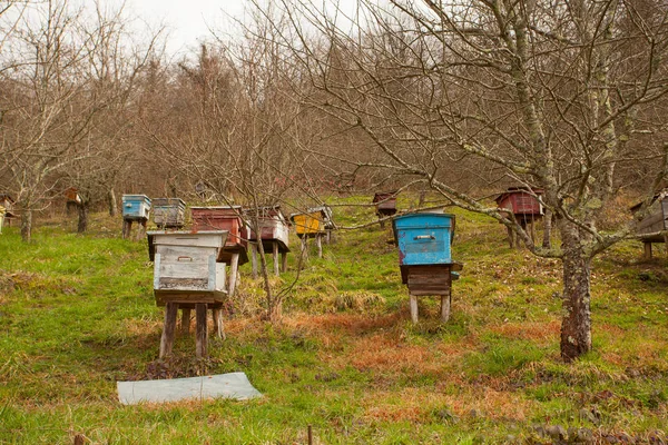 Μέλισσα σε μια φάρμα του χωριού την άνοιξη — Φωτογραφία Αρχείου