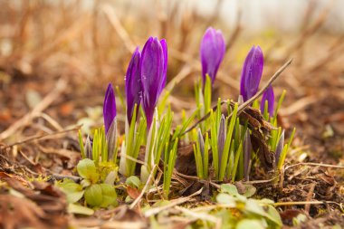 arka plan görüntüsü güzel bahar Çiğdem çiçek