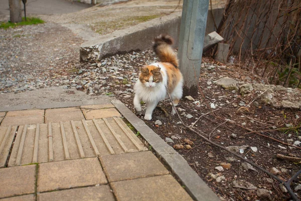 Pequeño hermoso gato en borrosa fondo —  Fotos de Stock