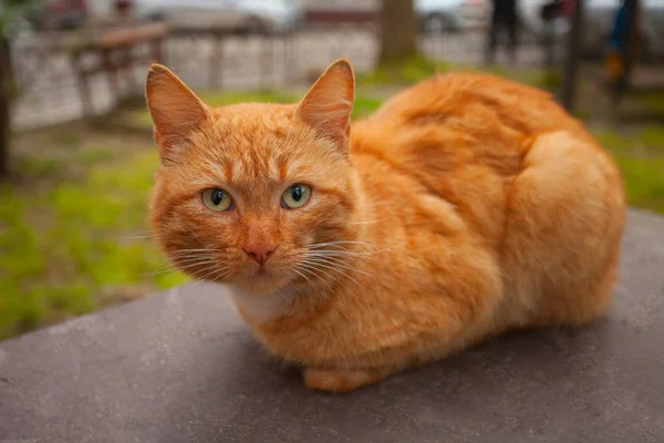 Liten vacker katt på suddig bakgrund — Stockfoto