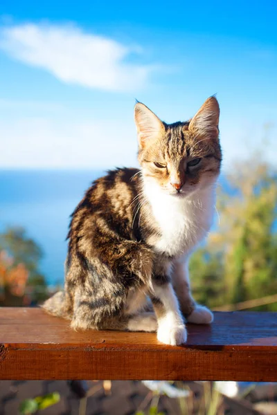 Liten vacker kattunge på blå bakgrund — Stockfoto