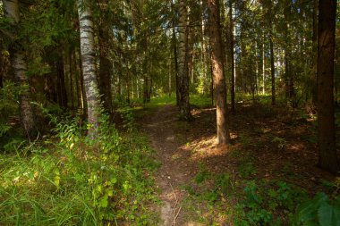 sonbahar güzel panoramik kırsal manzara