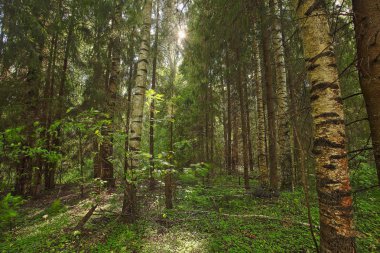 sonbahar güzel panoramik kırsal manzara