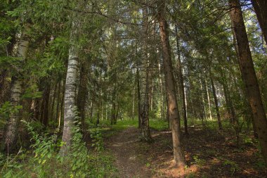 sonbahar güzel panoramik kırsal manzara