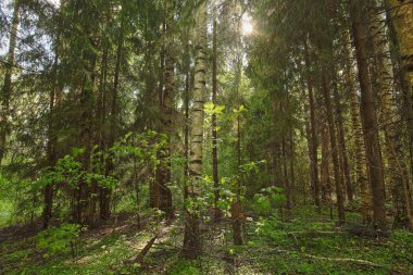 sonbahar güzel panoramik kırsal manzara