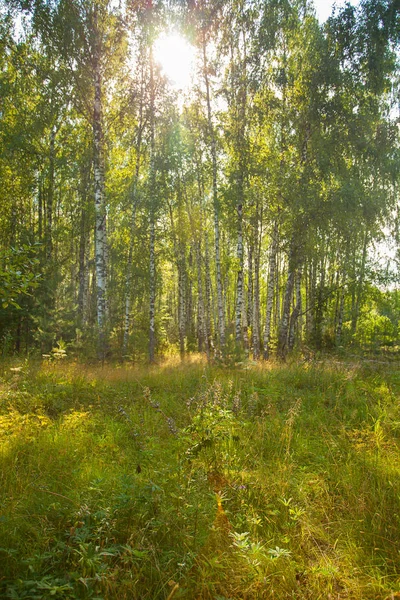 sonbahar güzel panoramik kırsal manzara