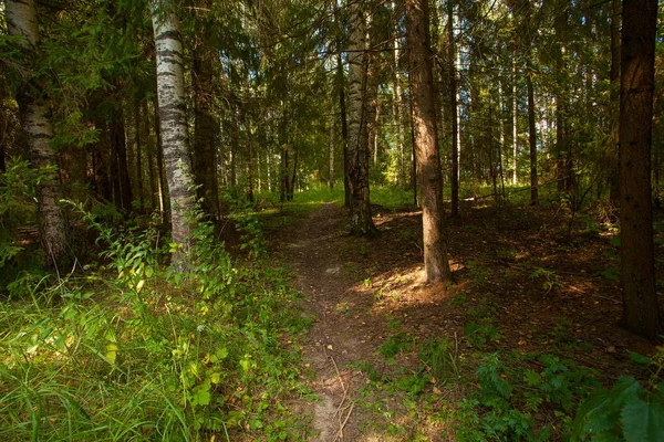sonbahar güzel panoramik kırsal manzara