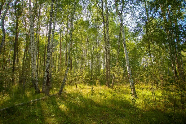 sonbahar güzel panoramik kırsal manzara