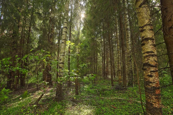 sonbahar güzel panoramik kırsal manzara
