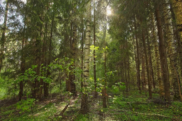 sonbahar güzel panoramik kırsal manzara