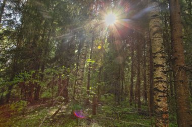 sonbahar güzel panoramik kırsal manzara