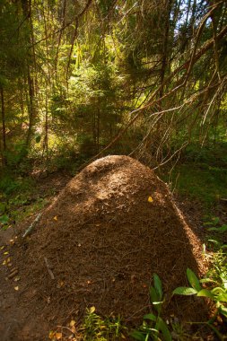 sonbahar güzel panoramik kırsal manzara