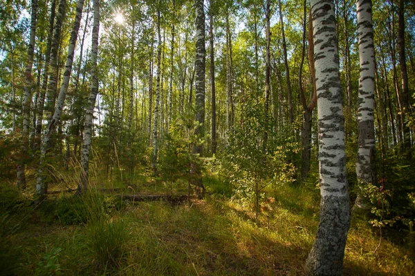sonbahar güzel panoramik kırsal manzara