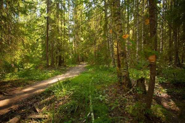 sonbahar güzel panoramik kırsal manzara