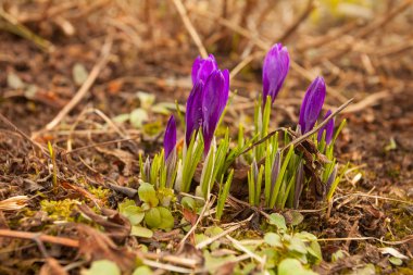 arka plan görüntüsü güzel bahar Çiğdem çiçek