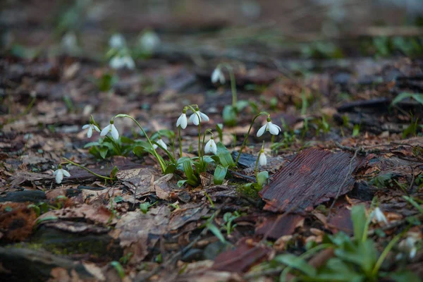 Schöne weiße Schneeglöckchen im Frühling auf verschwommenem Hintergrund — Stockfoto