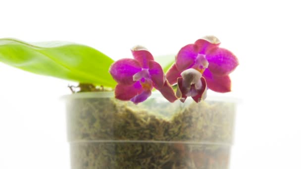 Schöne Seltene Orchidee Topf Auf Weißem Hintergrund — Stockvideo