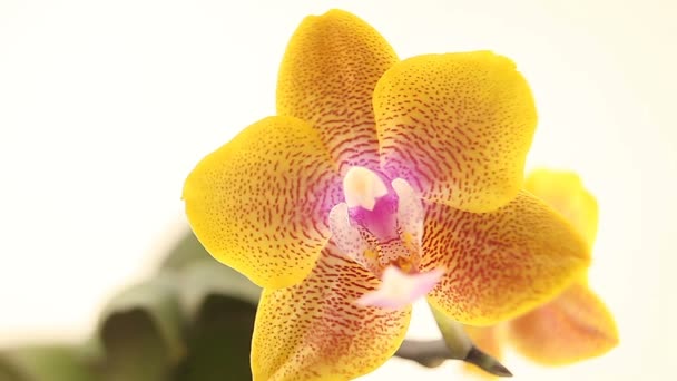 Schöne Seltene Orchidee Topf Auf Weißem Hintergrund — Stockvideo