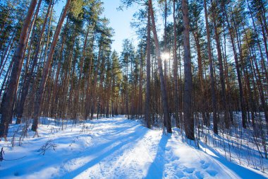 güneşli güzel kış orman