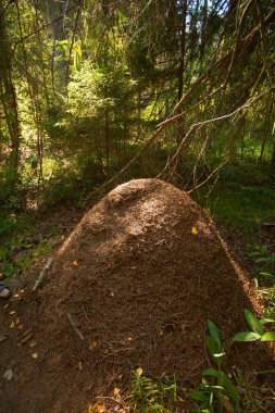 sonbahar güzel panoramik kırsal manzara