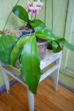 Arka plan bulanık üzerinde tencerede güzel nadir orkide