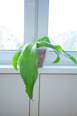 Arka plan bulanık üzerinde tencerede güzel nadir orkide