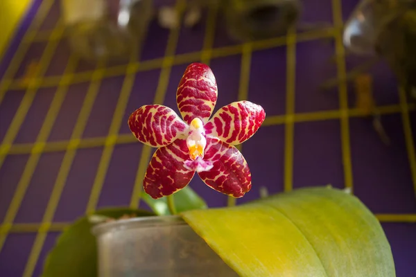 Schöne seltene Orchidee im Topf auf verschwommenem Hintergrund — Stockfoto