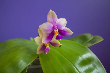 Mavi zemin üzerine tencerede güzel nadir orkide