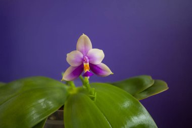 Mavi zemin üzerine tencerede güzel nadir orkide