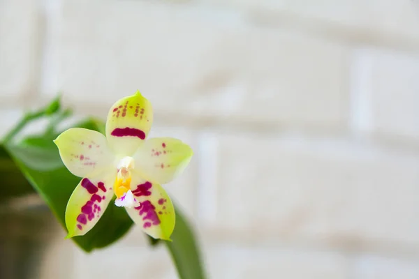 Krásné vzácné orchideje v hrnci na bílém pozadí — Stock fotografie