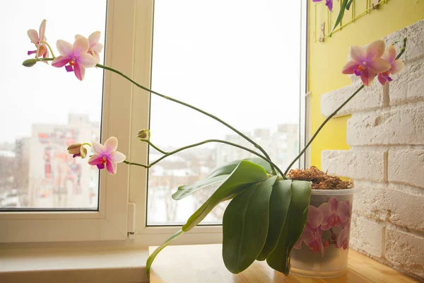 Hermosa orquídea rara en maceta en ventana blanca — Foto de Stock