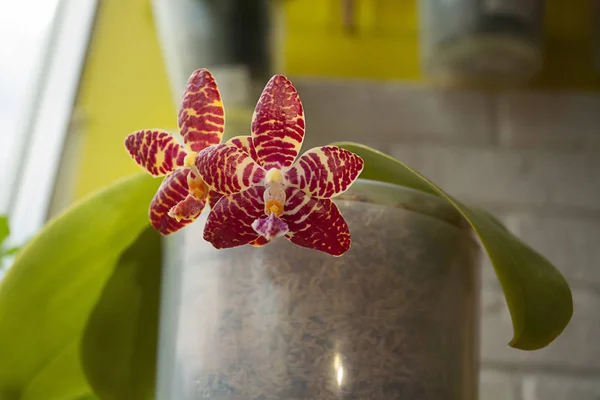 Szép ritka orchidea a potot elmosódott háttér — Stock Fotó