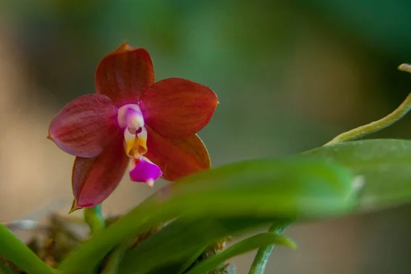 Hermosa orquídea rara en maceta sobre fondo borroso —  Fotos de Stock