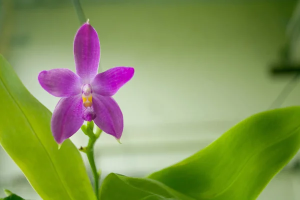 Beautiful rare orchid in pot on blurred background — Stock Photo, Image