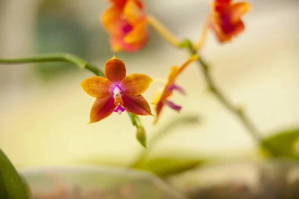 Krásné vzácné orchideje v hrnci na rozostřeného pozadí — Stock fotografie