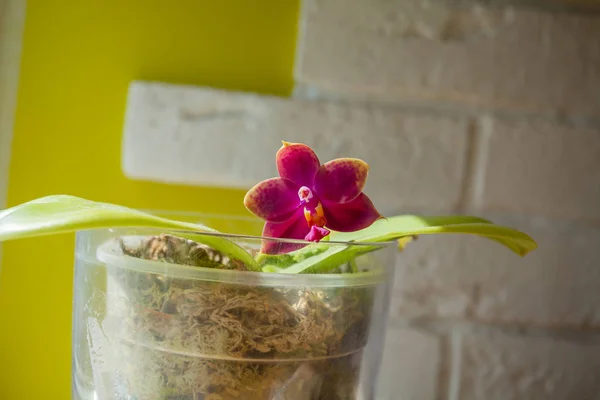 Belle orchidée rare en pot sur fond flou — Photo