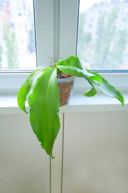 Arka plan bulanık üzerinde tencerede güzel nadir orkide