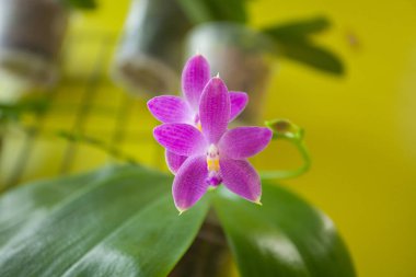 Sarı zemin üzerine tencerede güzel nadir orkide