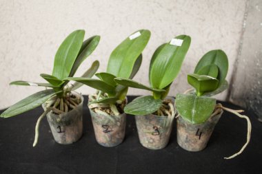 Arka plan bulanık üzerinde tencerede güzel nadir orkide