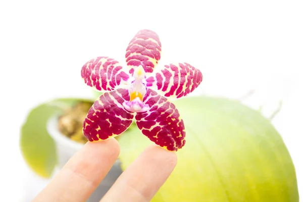 Hermosa orquídea rara en maceta sobre fondo blanco — Foto de Stock