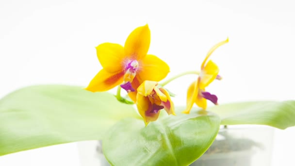 Mooie Zeldzame Orchidee Pot Onscherpe Achtergrond — Stockvideo