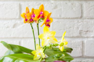 Beyaz arka planda bir tencerede nadir bulunan güzel bir orkide.