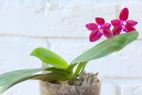 Hermosa Orquídea Rara Una Olla Sobre Fondo Borroso — Foto de Stock